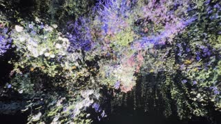 Video from Anyma End of Genesis W/ Rampa on December 31, 2024